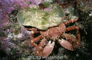Channel Clinging Crab out in daytime  from under his cust... by Lisa Hinderlider 